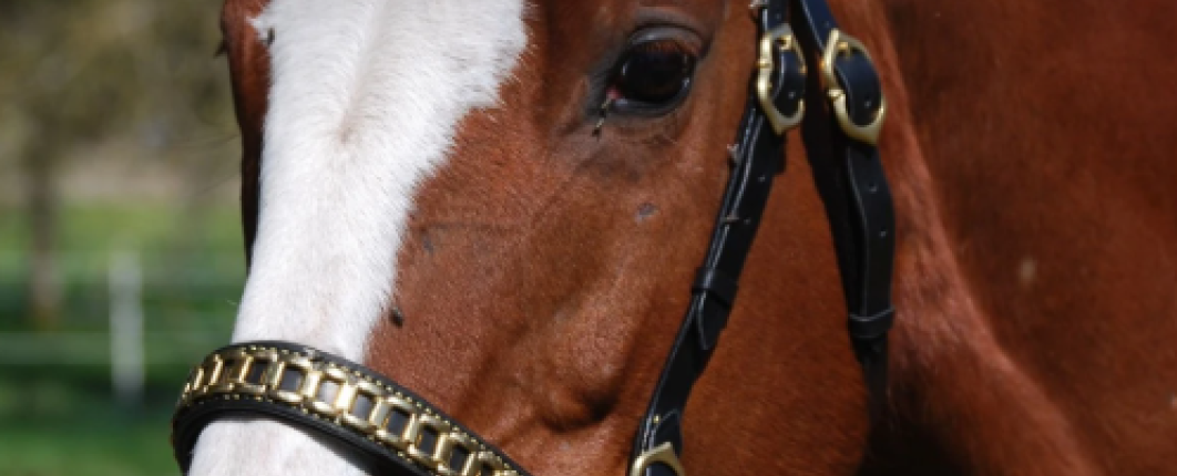 Cheval avec équipement en cuir