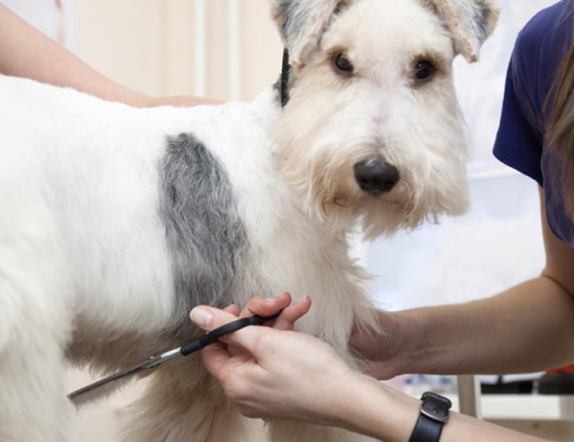 Photo d'un chien en séances de toilettage